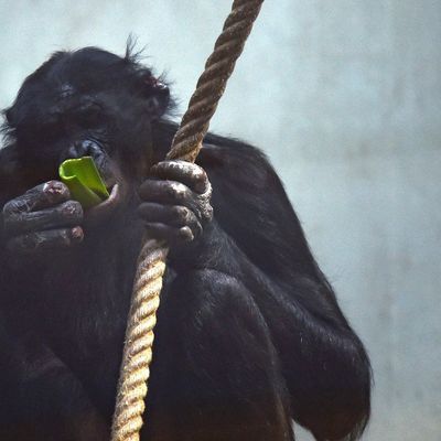 Bonobo-Affe Bili