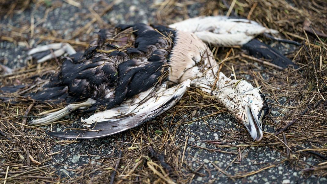 Eine an der Vogelgrippe erkrankte Eiderente liegt tot am Strand der Nordsee.