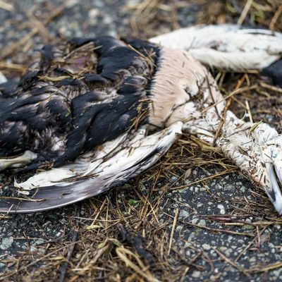 Eine an der Vogelgrippe erkrankte Eiderente liegt tot am Strand der Nordsee.