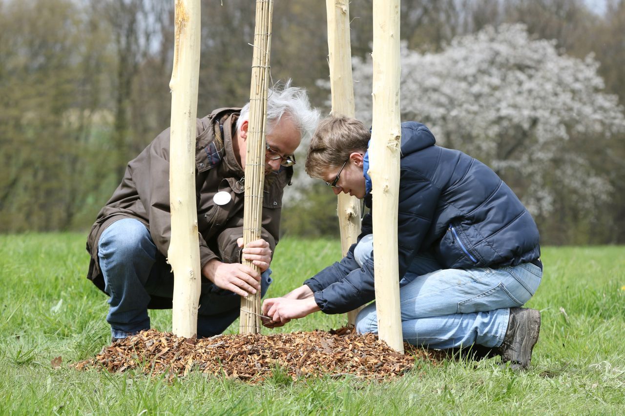 Schilfrohrmatten um den Baumstamm binden: Das schützt den Baum effektiv vor Sonne, Frost und knabbernden Wildtieren.