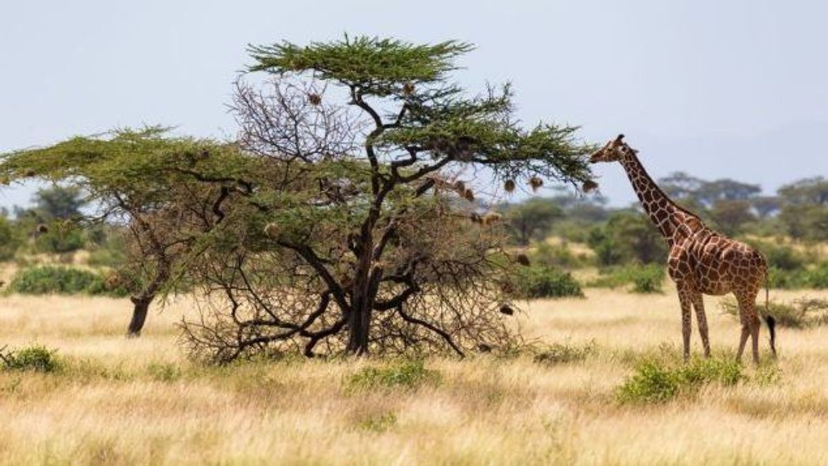 Giraffe Knabbert In Afrika An Einem Baum Gettyimages 1145164174 710 X 357