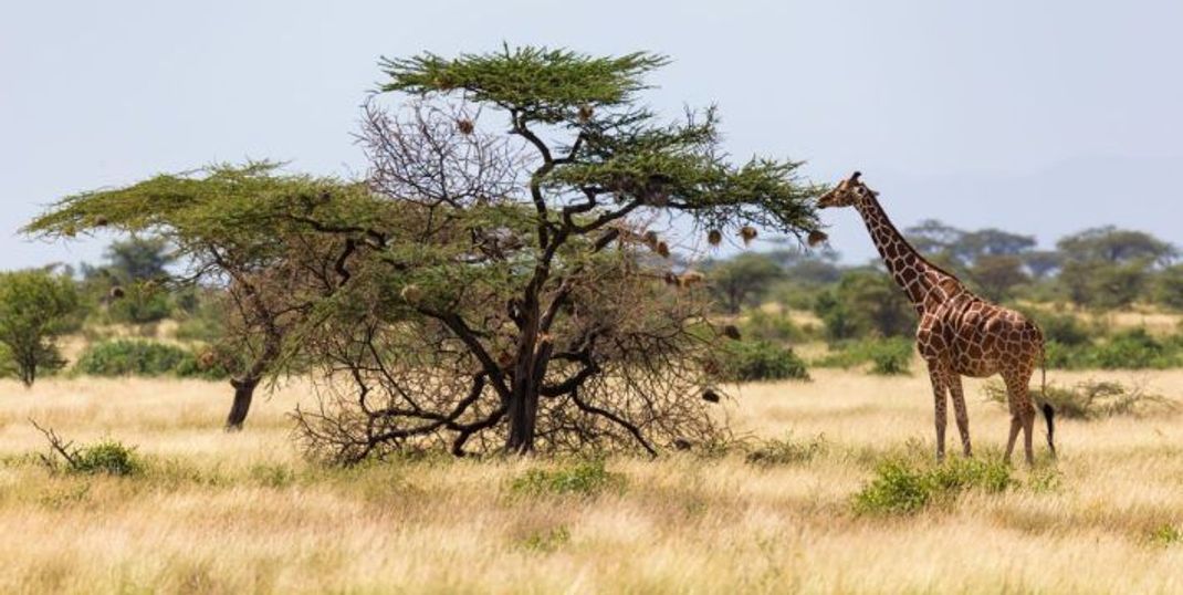 Bittere Botschaft: Knabbert eine Giraffe an einer Akazie, sendet diese eine Warnung und die anderen Bäume produzieren Bitterstoffe in den Blättern.