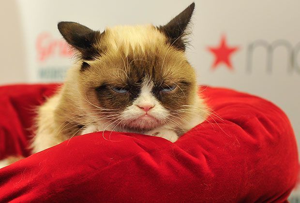 
                <strong>Jahresverdienst</strong><br>
                Obwohl Witz das falsche Wort ist. Zum Lachen gibt es bei der Grumpy Cat nämlich wenig. Trotzdem verdiente die Katze und ihre Besitzerin in den letzten zwei Jahren 84 Millionen Euro. Mit 42 Millionen Euro im Jahr also fast zehn Millionen mehr als Ronaldo.
              