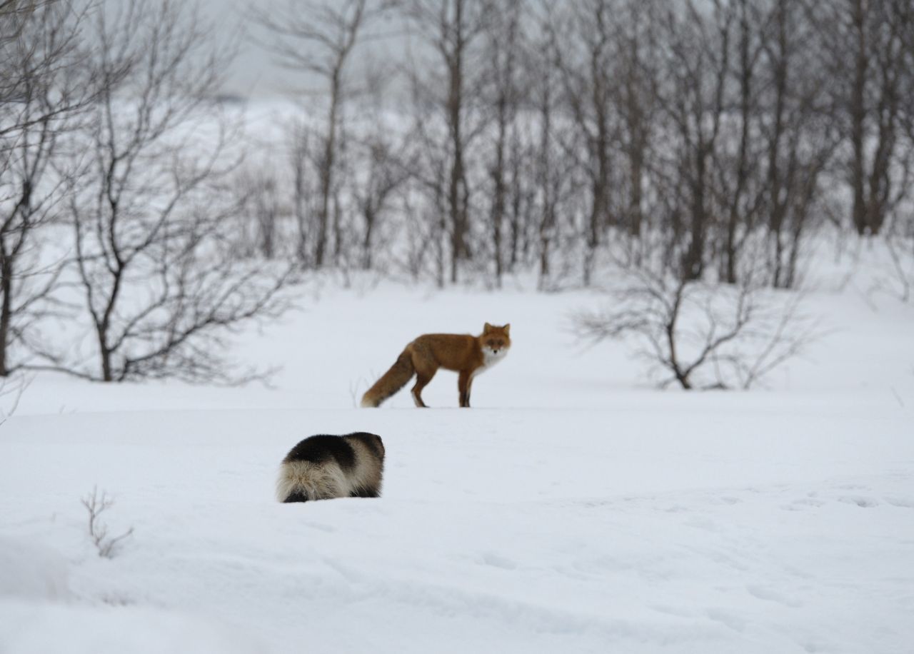 Respekt: Ein Fuchs und ein Vielfraß im dichten langen Winterfell stehen sich gegenüber. Keiner will sich auf ein Duell einlassen. Deshalb umrunden sich die Tiere bei solch zufälligen Treffen wie hier im russischen Winter meist weiträumig. Der Fuchs weiß, dass er keine Chance hätte. Der Vielfraß will seine Ruhe. Auch im Winter sind Vielfraße täglich einige Stunden unterwegs auf Nahrungssuche. Sie halten keinen Winterschlaf. 