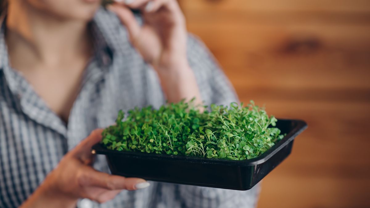 Brunnenkresse: So gesund ist das Kraut wirklich