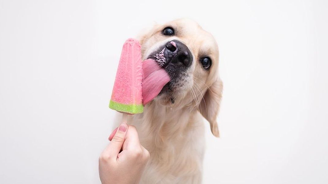 Hunde-Eis: Eine echte Erfrischung für die Vierbeiner an heißen Sommertagen