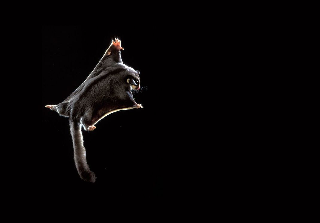 Der Kurzkopfgleitbeutler (Petaurus breviceps) im Flug.