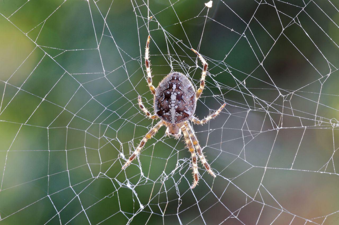 Radnetzspinnen: Diese Familie der Webspinnen umfasst über 3.000 Arten. Dazu gehört auch die heimische Gartenkreuzspinne im Foto. Sie sind besonders für die Größe ihrer Netze bekannt, aber auch für die Schnelligkeit, mit der sie diese weben. In einer Stunde baut sie ein Netz aus 20 Metern Faden. Obwohl die gesamte Familie so heißt, weben nicht alle gleichmäßige Räder. Die Gartennetzspinne recycelt ihre Netze sogar. Baut sie ei