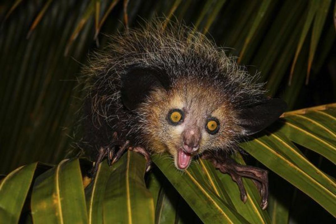 Das Aye-Aye: Nacht-Schreck oder Helferlein?