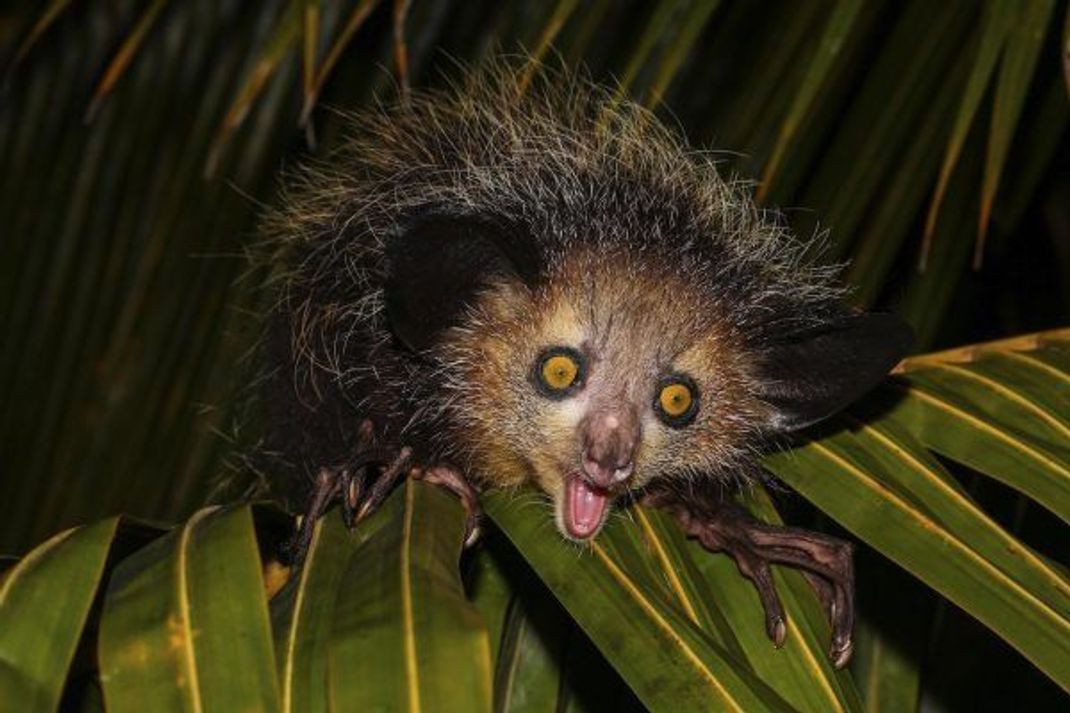 Das Aye-Aye: Nacht-Schreck oder Helferlein?