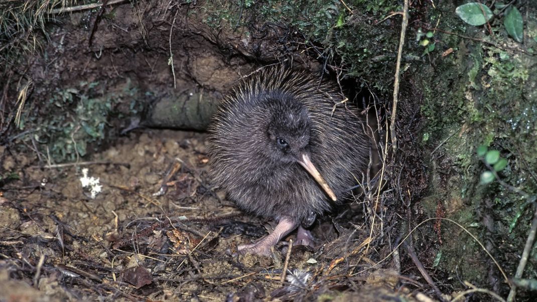Ein Kiwi-Küken kommt aus dem Unterschlupf.
