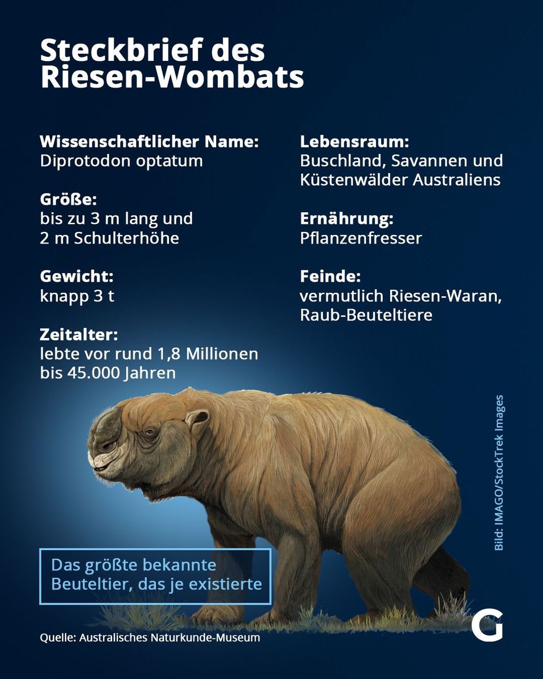 Fakten zum Riesen-Wombat