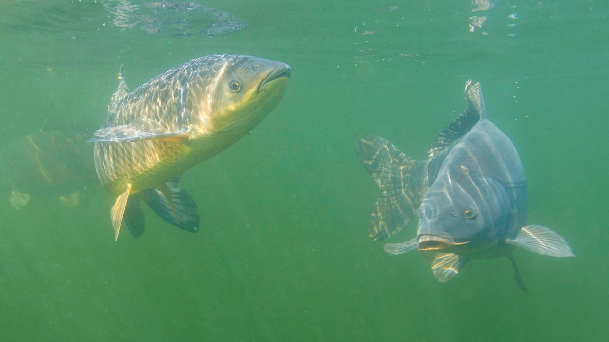 Süßwasserfische in Deutschland