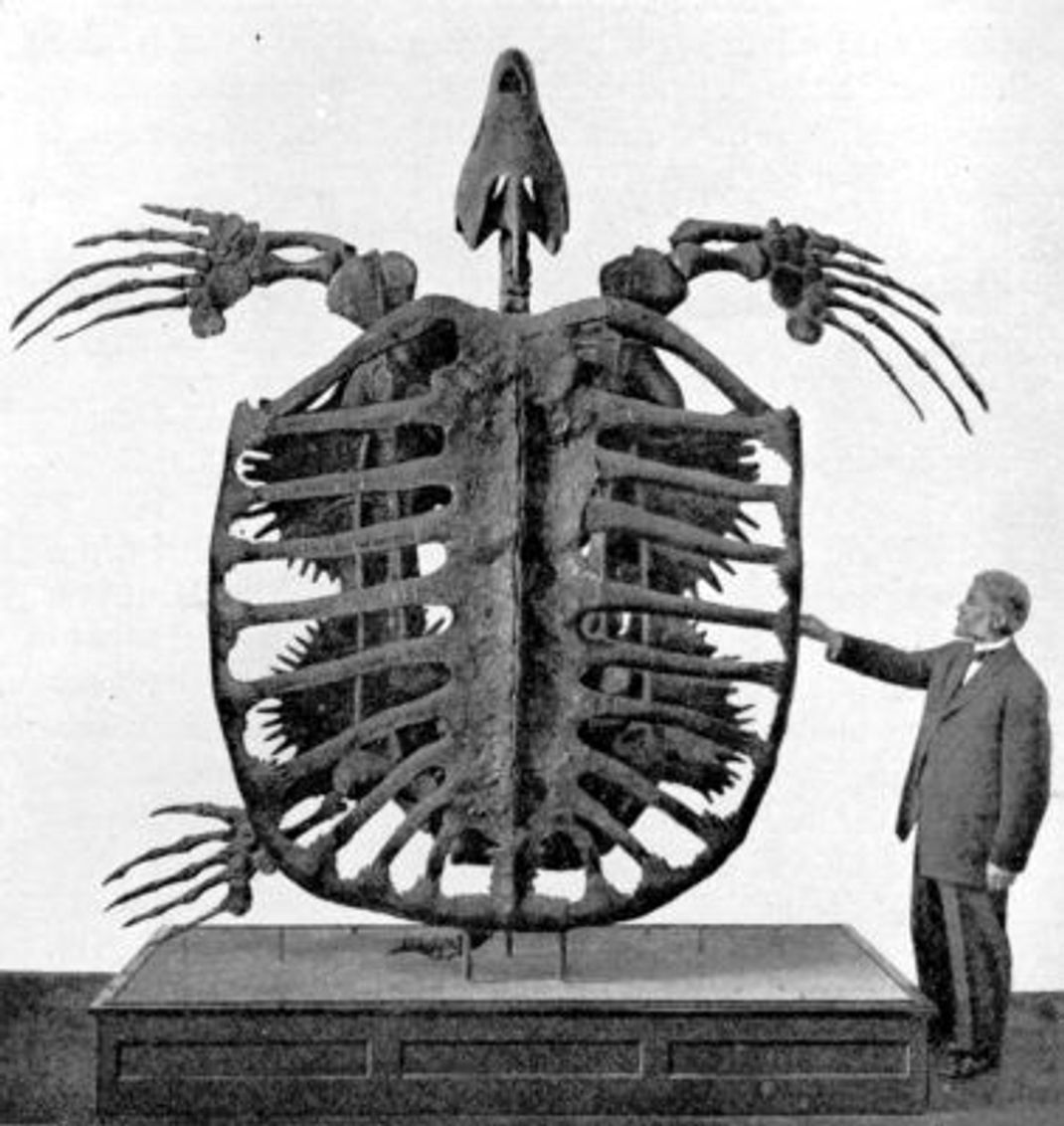 Hier siehst du eine 3,5 Meter lange Skelett-Rekonstruktion von Archelon Ischyros um 1900.