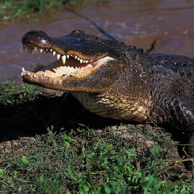 Alligator