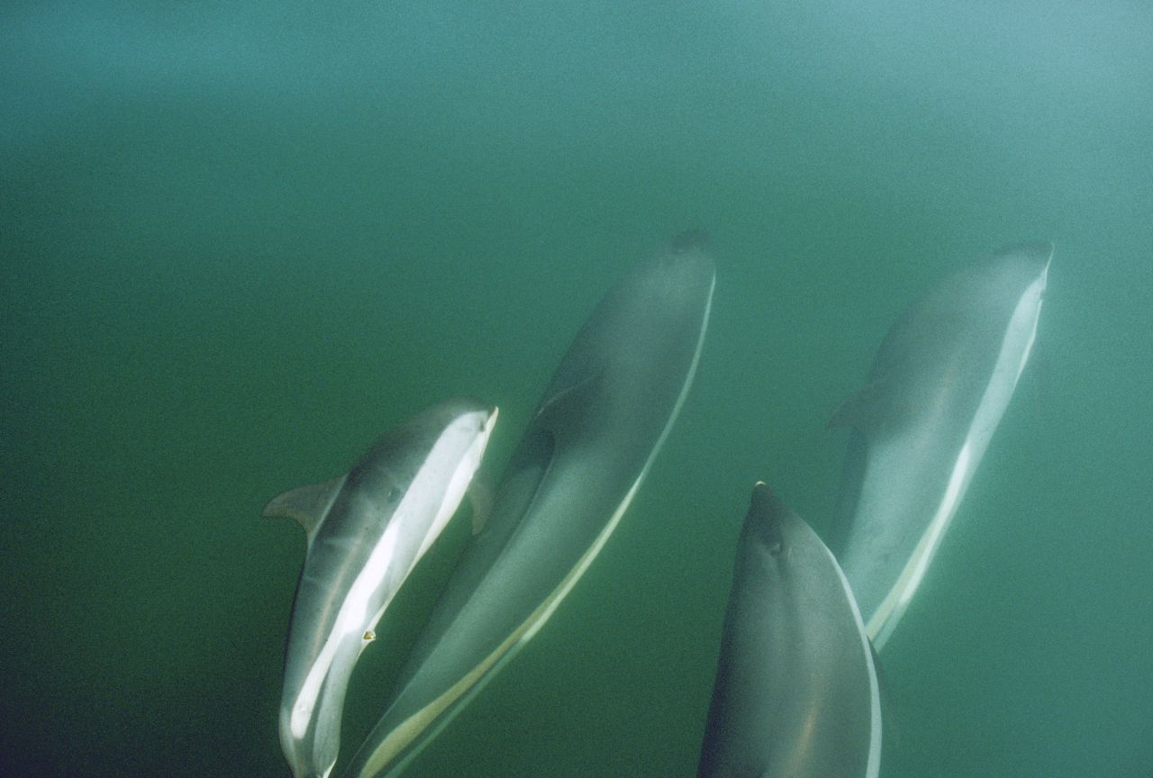 Weißseiten-Delfine werden bis zu 2,80 Meter lang und rund 235 Kilo schwer. Wie viele Delfin-Arten sind sie gesellig. Schulen von Hunderten Weißseiten-Delfinen sind keine Seltenheit.