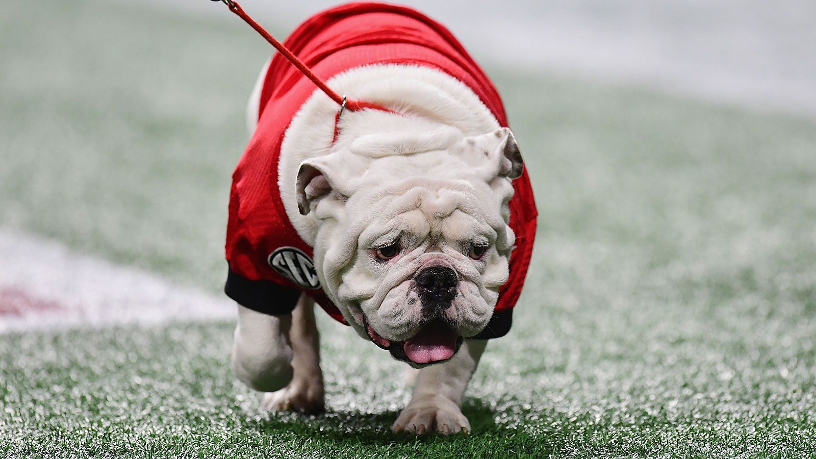 
                <strong>Uga (Georgia Bulldogs)</strong><br>
                Lebende Maskottchen gibt es an der University of Georgia bereits seit weit mehr als 100 Jahren. Auf die Unterstützung der Bulldoggen namens Uga können die Teams des Colleges seit 1956 bauen - die erste hatte College-Gründer Sonny Seiler zu seiner Hochzeit geschenkt bekommen. Alle bisherigen zehn Tiere dieses Namens entstammen einer Blutlinie. 2015 nahm Uga X - der auch auf den Namen "Que" hört - seinen Dienst auf. Im College-Finale gegen die TCU Horned Frogs unterstützt das Tier seine Mannschaft aber von der heimischen Universität aus. Der Weg von Atlanta bis zum Finalort nach Los Angeles ist für Uga schlicht zu anstrengend. Seine verstorbenen Vorgänger sind übrigens in einem Mausoleum nahe des Stadions bestattet.
              