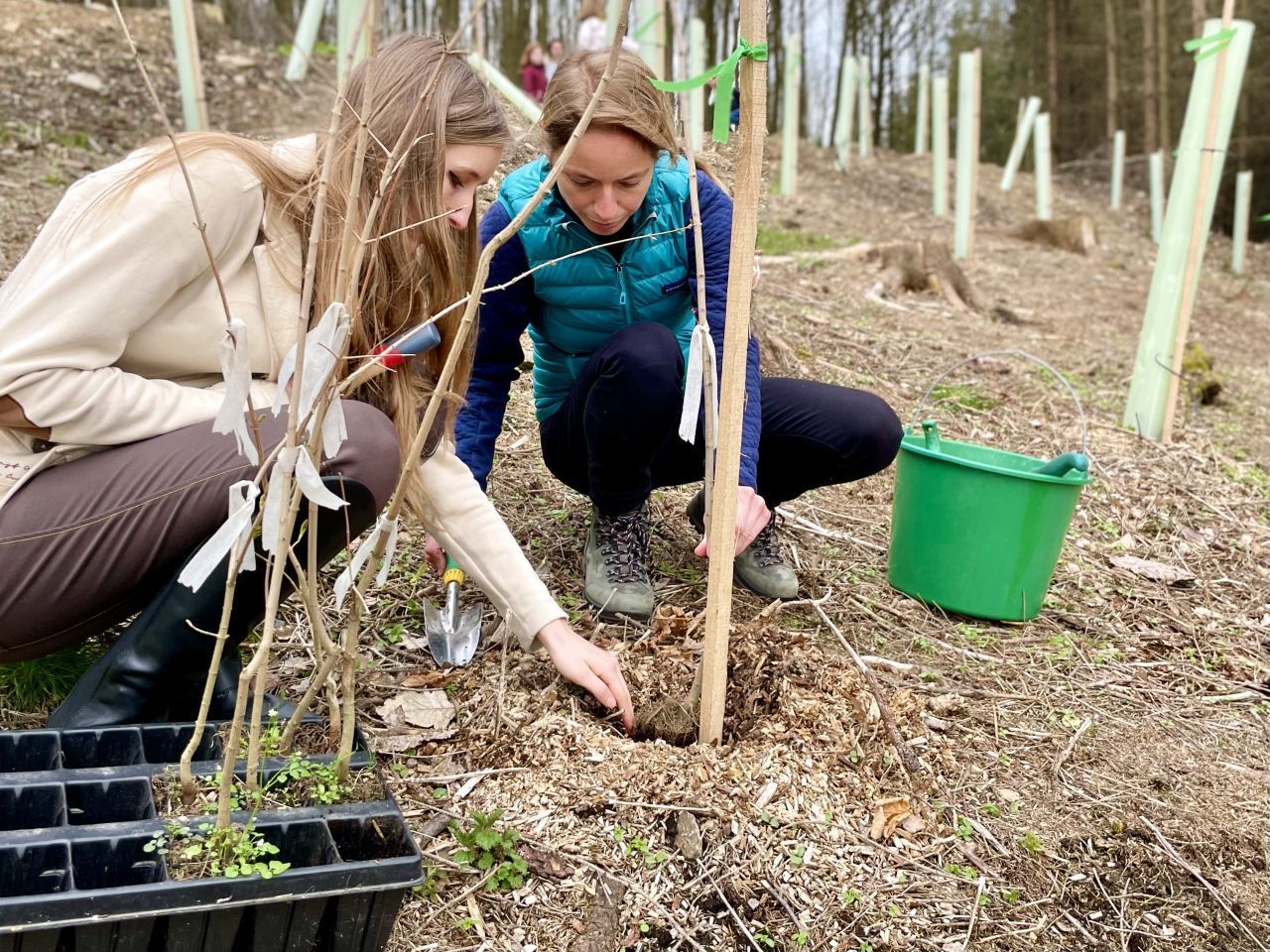 Der junge Baum wird in Rindenmulch gesteckt. Dieser hält den Boden feucht und verhindert zugleich Staunässe. Auch das ist Baumschutz.