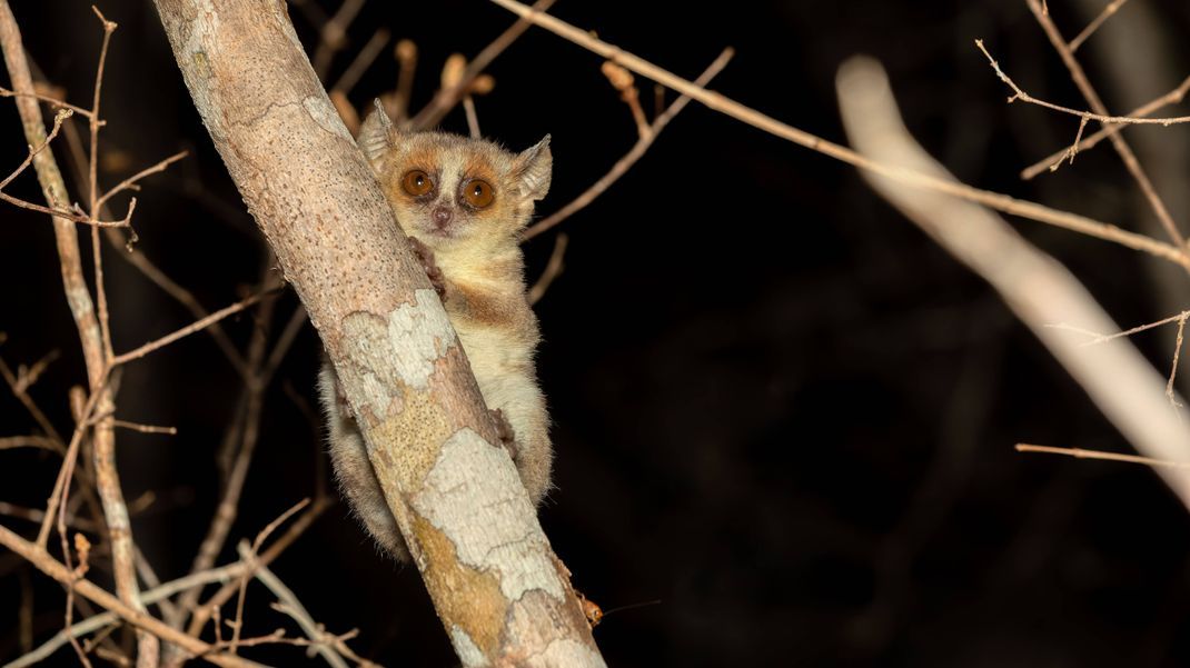 Ein Berthe-Mausmaki auf einem Ast. Die Lemuren bilden die kleinste Affen-Art.