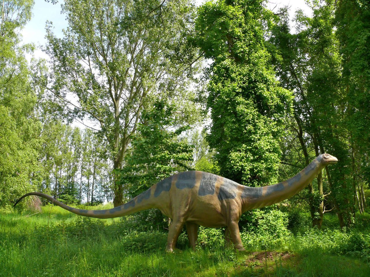 Der gigantische Apatosaurus erreichte eine Körperlänge von bis zu 25 Metern und wog rund 20 Tonnen. Er gehört zur Familie der Sauropoden und war ein friedlicher Pflanzenfresser. Sein gefährlichster Feind war der Allosaurus, der die großen, aber recht schwerfälligen Riesen jagte.