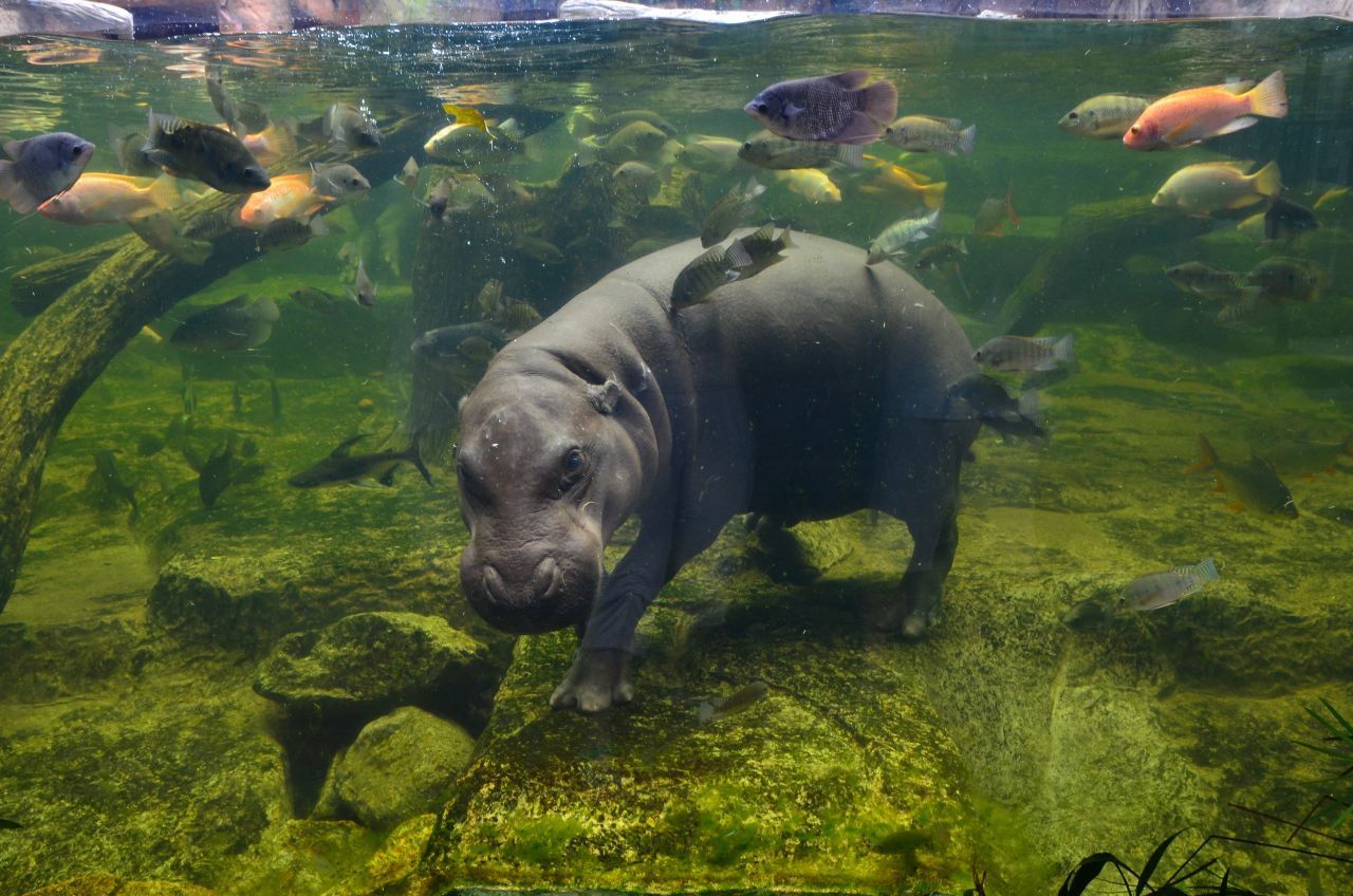 Zu den lange für unmöglich gehaltenen Tieren gehören außerdem der Riesenpanda (1869 entdeckt), das Zwergflusspferd (Foto, 1849) oder der Waldelefant (1899). 