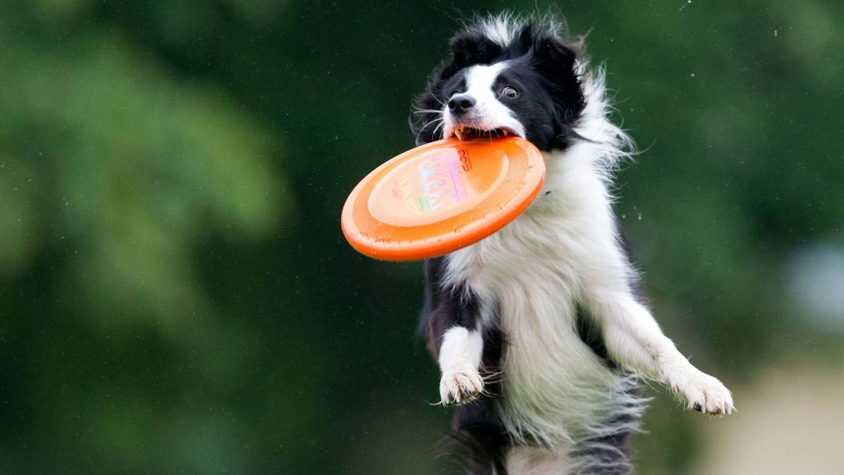 Hundefrisbee-dpa