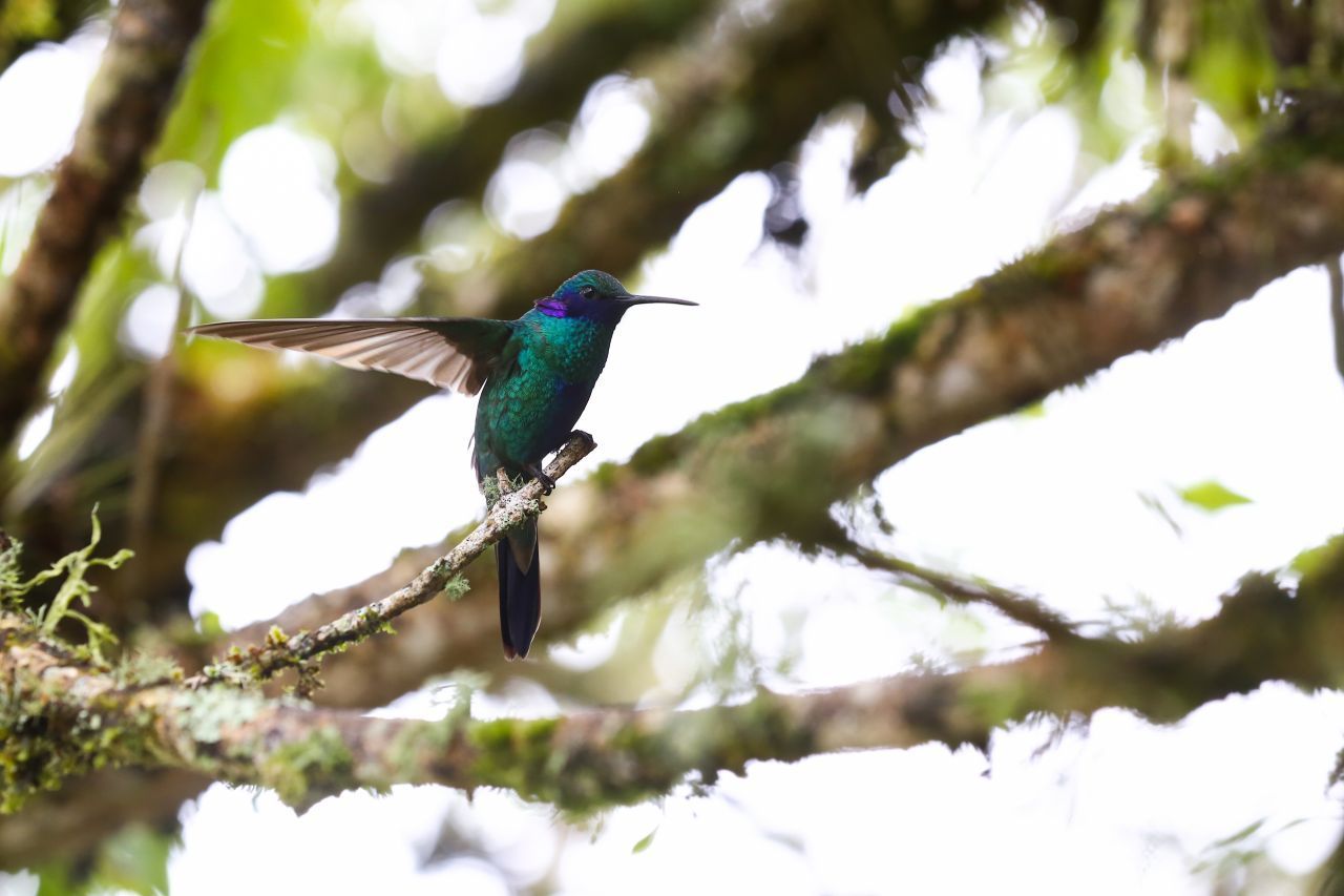 Das Land mit den meisten Vogelarten: Ganz weit vorne liegt Kolumbien mit 1.884 Arten. Unser Foto zeigt einen Kolibri bei Manizales im Zentrum des Landes. Hinter Kolumbien rangieren Peru und Brasilien. Somit ist Südamerika der Kontinent mit den meisten Vogelarten. Es sind 3.445 - fast ein Drittel der Vogelarten der Welt.