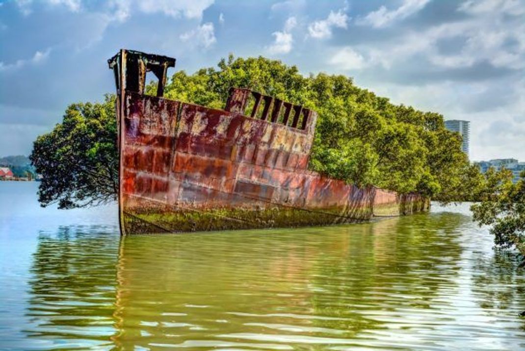 Wrack als Wahrzeichen: Die Ayrfield ist ein schwimmender Mangroven-Wald geworden.