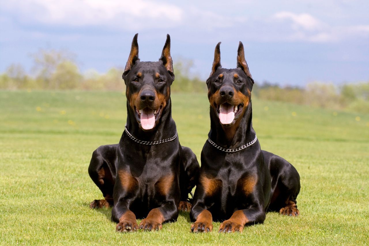 Untrügliche Instinkte, unerschrockener Mut: Der Dobermann wurde ursprünglich als Wach- und Schutzhund gezüchtet. Bis heute unterstützt er auch Polizist:innen im Dienst.