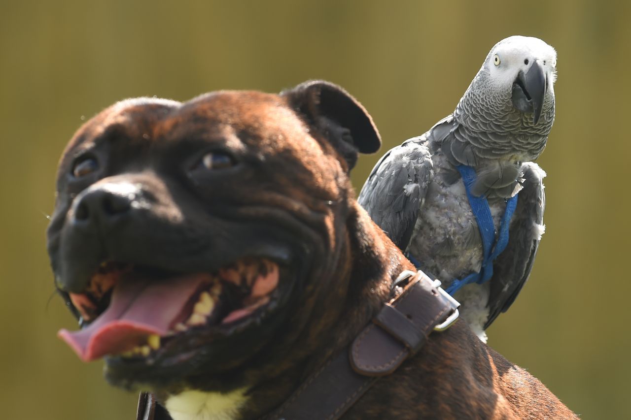 Der hat doch nen Vogel: Staffordshire Bullterrier Dudley trägt seinen Papageien-Kumpel Cracker beim Spaziergang auf dem Rücken. 