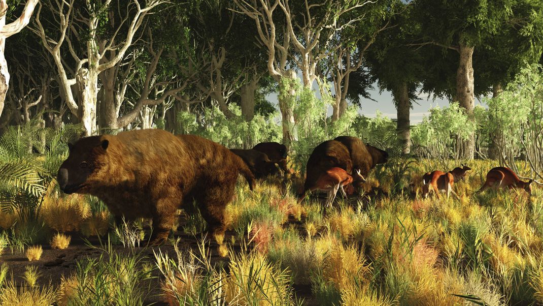 Etwa so zogen Kenny und seine Artgenossen vor vielen Jahrtausenden vermutlich durch den australischen Outback.&nbsp;