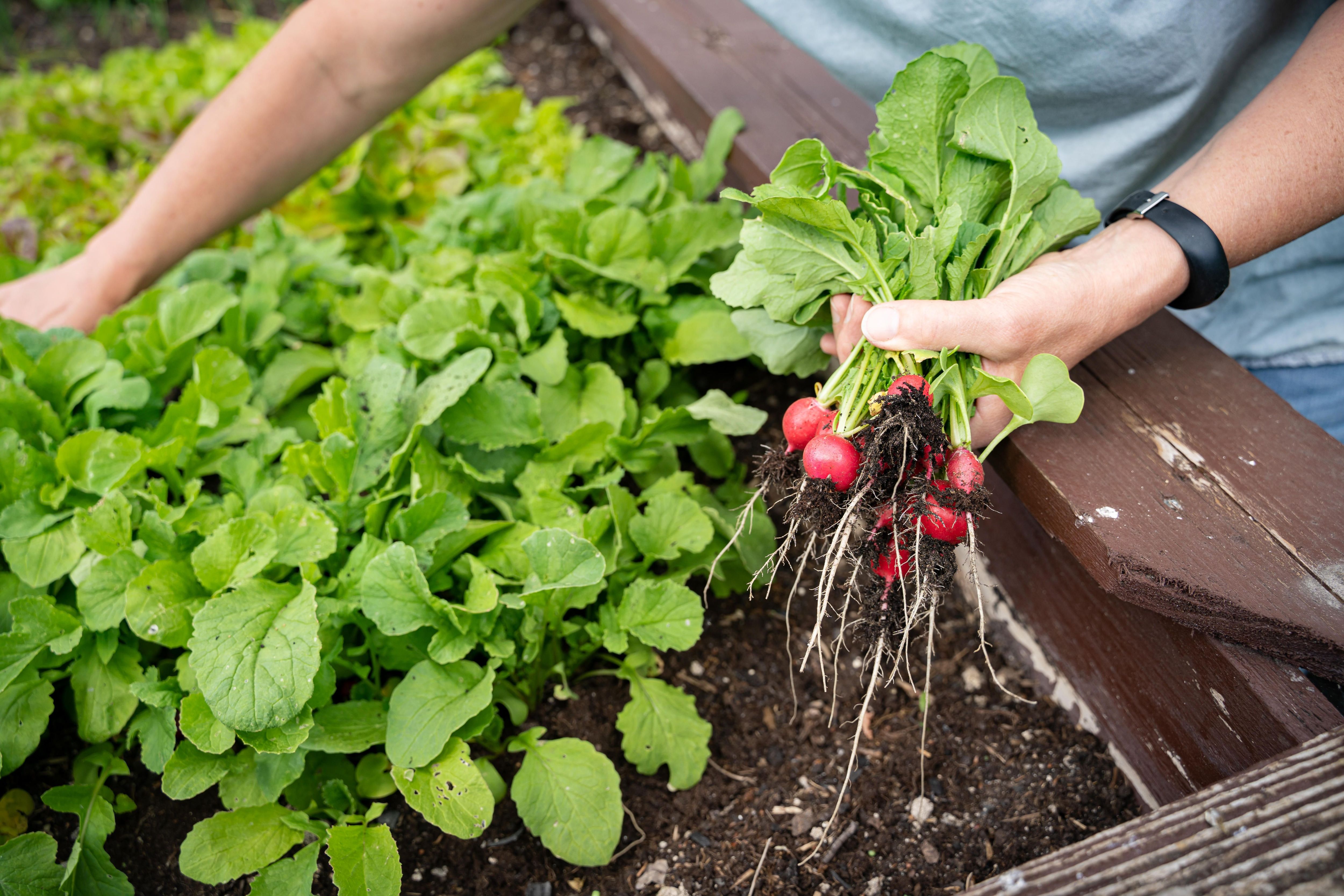 Gemüsegarten im Herbst Diese Sorten jetzt anpflanzen