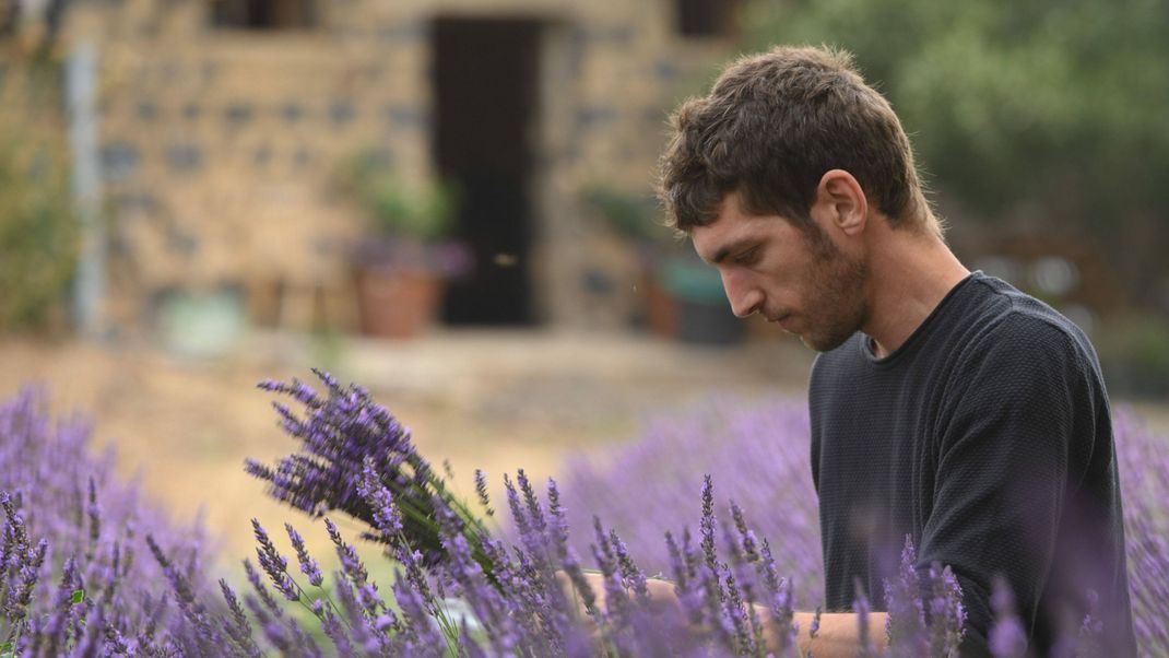 Lavendel gilt als eine pflegeleichte Pflanze - doch auf einige Dinge bei der Pflege musst du im Sommer trotzdem achten.