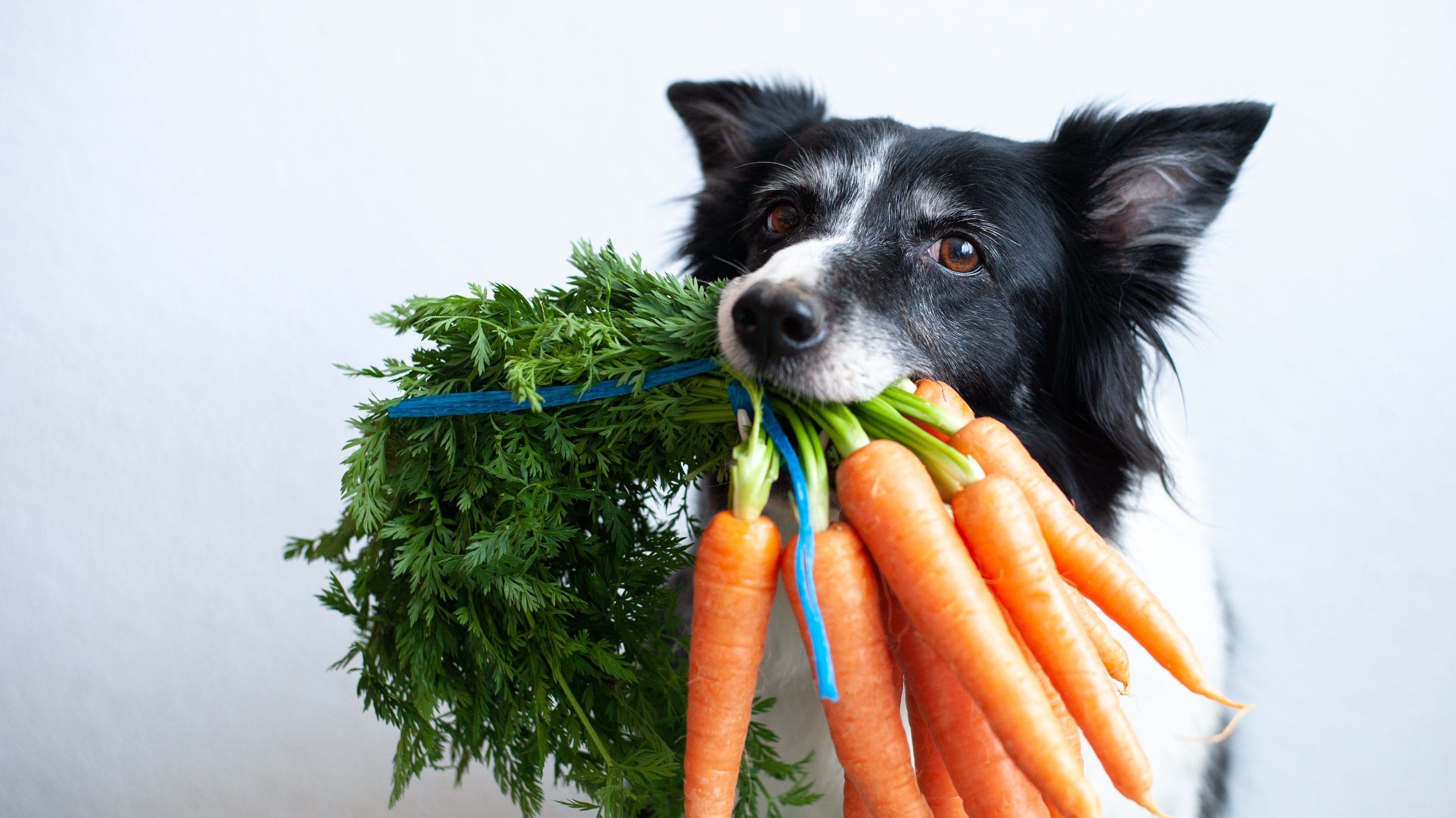 Hundeernährung: Darf mein Hund Obst und Gemüse fressen?