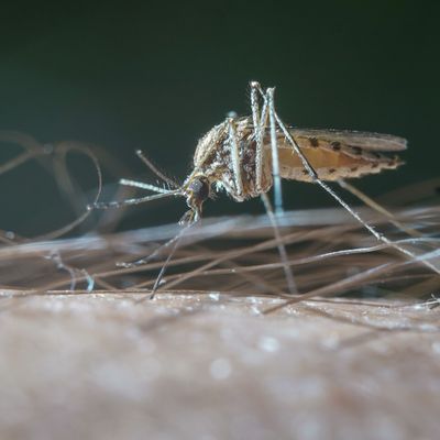 Closeup of a mosquito on a man's leg