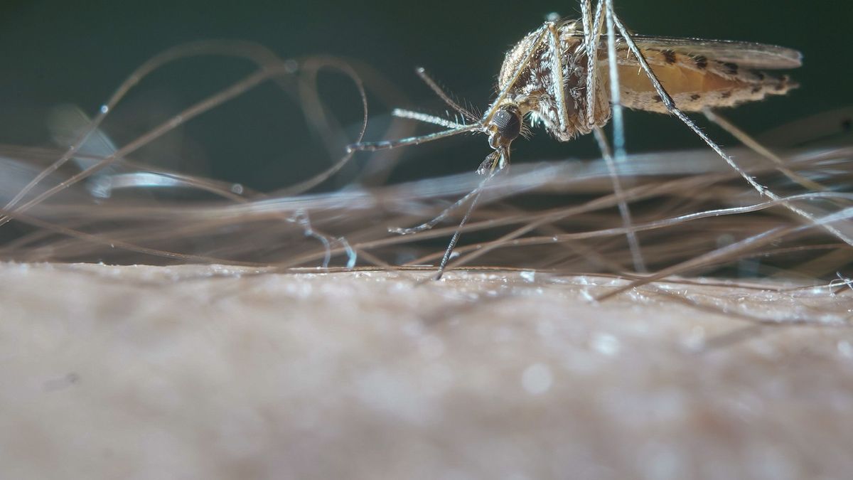 Closeup of a mosquito on a man's leg