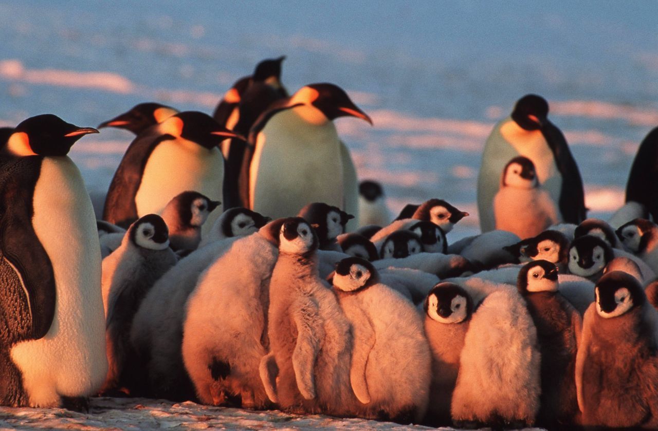 Pinguine im Pulk! In der Mitte ist es am wärmsten. Damit jeder es mal kuschelig hat, wechseln die Tiere die Plätze.