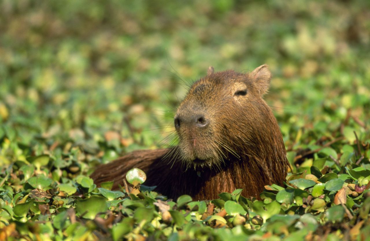 כוכב TikTok Capybara: המכרסם הגדול בעולם הוא כל כך חמוד