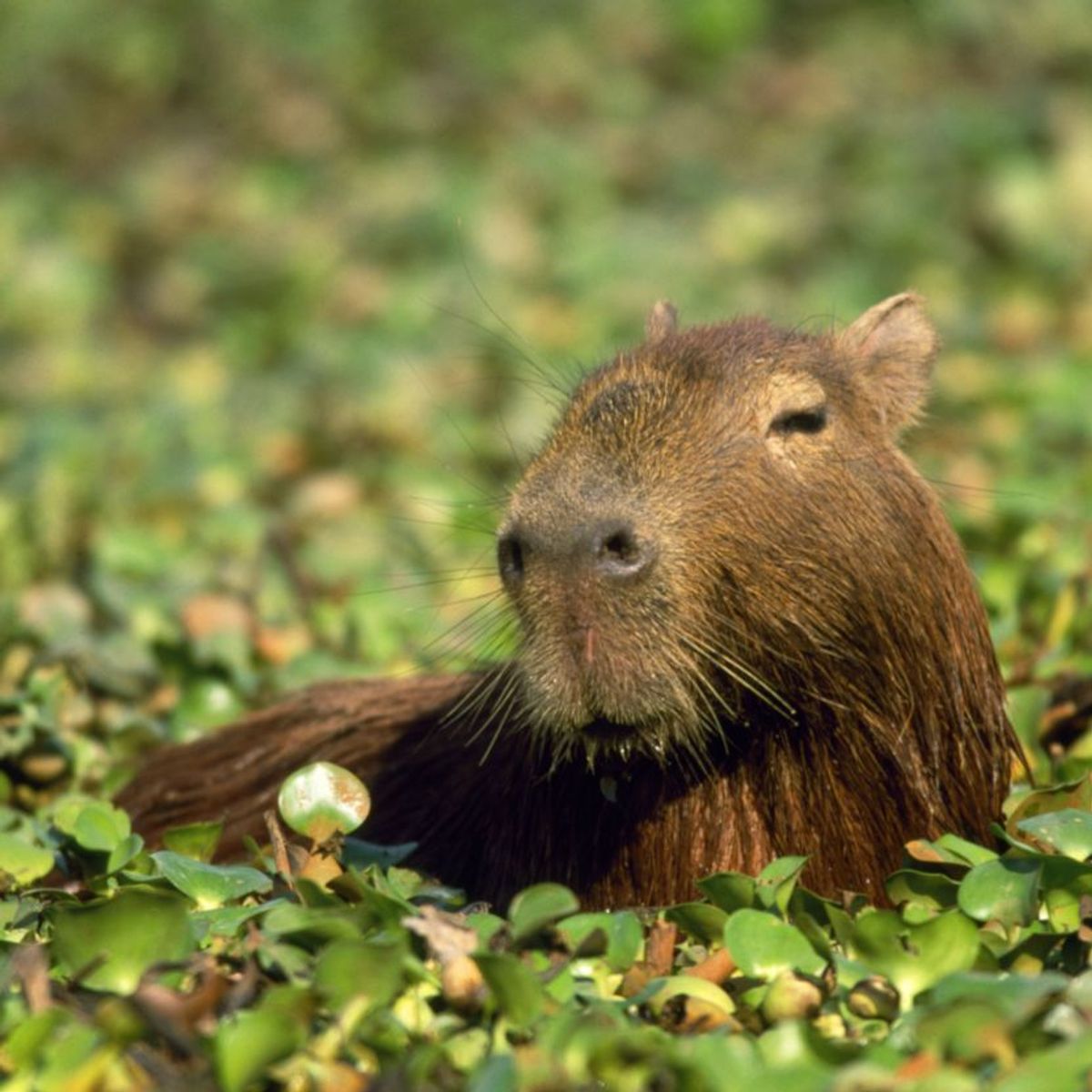 Capybara: Das größte Nagetier der Welt im Steckbrief