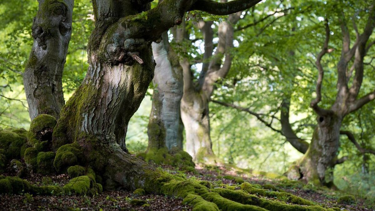 Baeume Wald Gettyimages 171254822