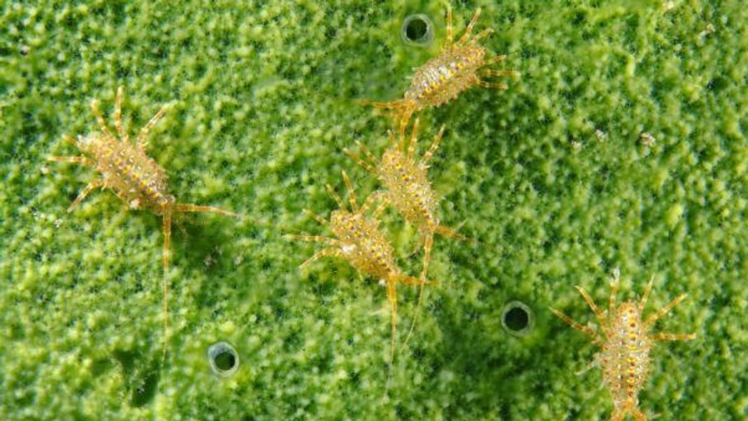 Die putzen alles weg! Flohkrebse fressen die organischen Überreste von toten Tieren und abgestorbenen Wasserpflanzen.