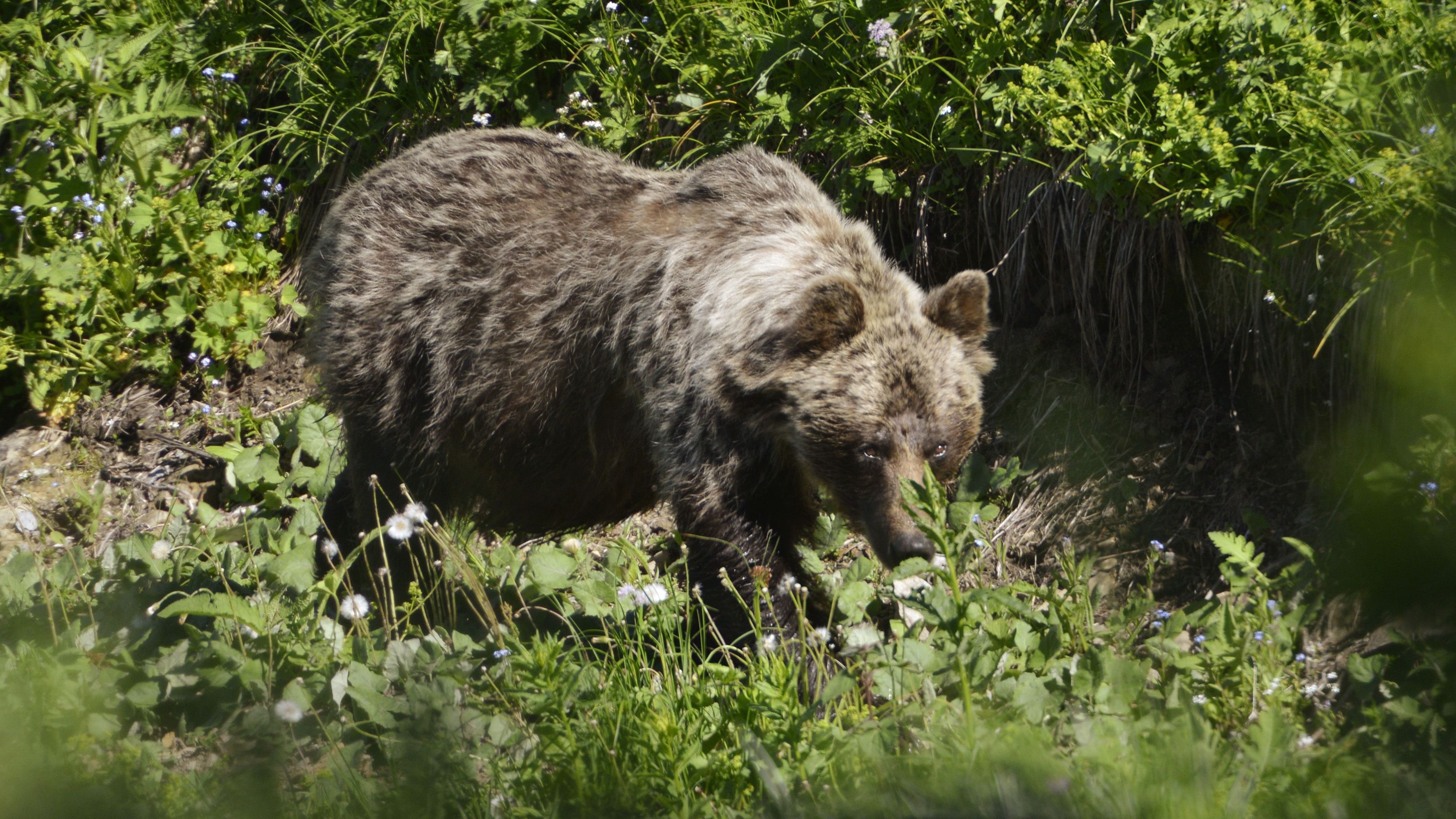 Ein Braunbär wurde mit einer Wildkamera im oberbayerischen Landkreis Traunstein aufgenommen.