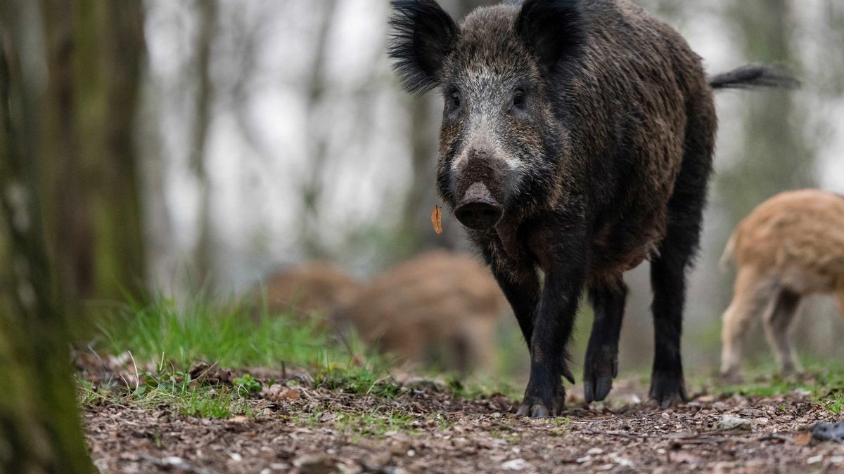 Wildschwein-Virus in Nordrhein-Westfalen