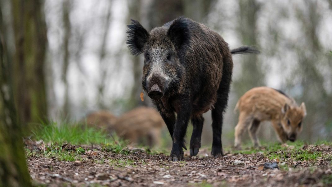 Die Aujeszkysche Krankheit ist vor allem bei Wildschweinen weit verbreitet.