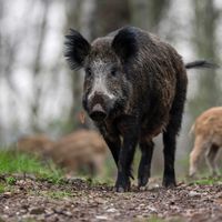 Wildschwein-Virus in Nordrhein-Westfalen