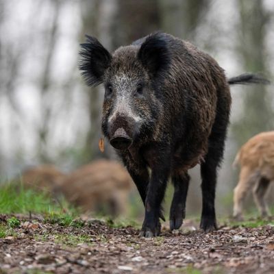 Wildschwein-Virus in Nordrhein-Westfalen