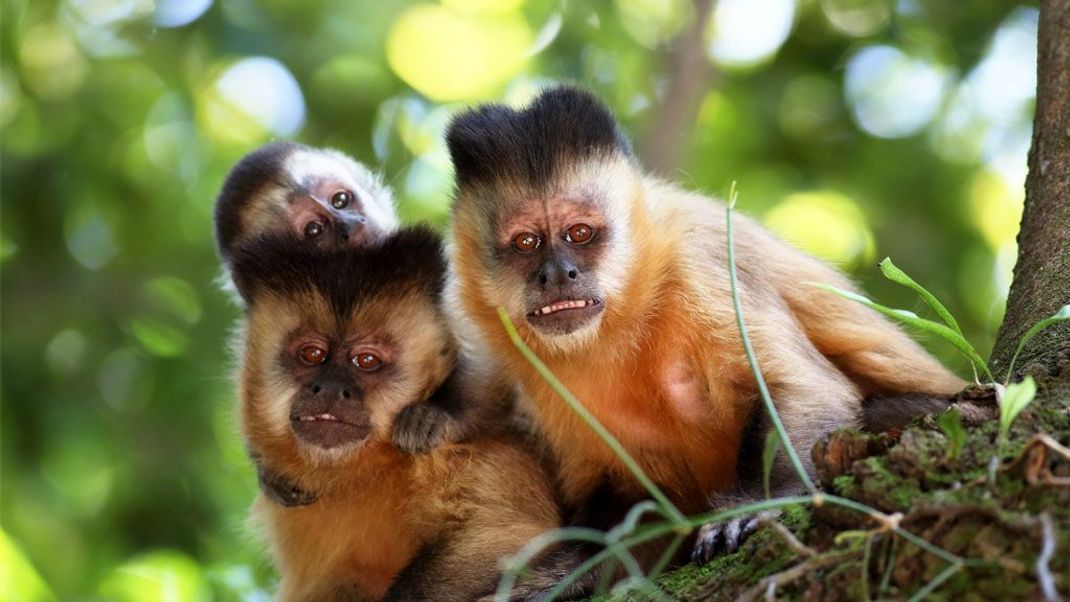 Bei den Säugetieren halten sich vor allem Primaten an die klassische Mutter-Vater-Kind-Formel – und sei es auch nur für die Zeit der Jungenaufzucht.
