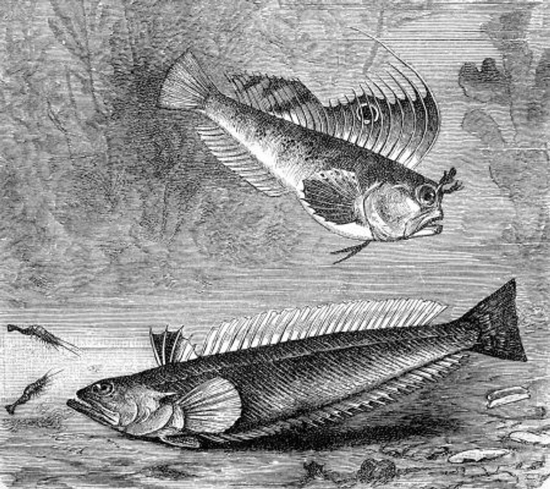 Das Petermännchen beschäftigt Fischer und Badende schon seit Jahrhunderten, wie diese historische Abbildung aus dem 19. Jahrhundert zeigt.