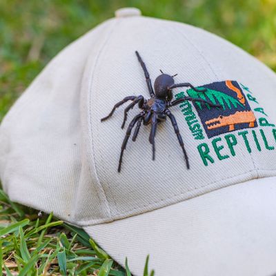 Australia Largest Poisonous Spider