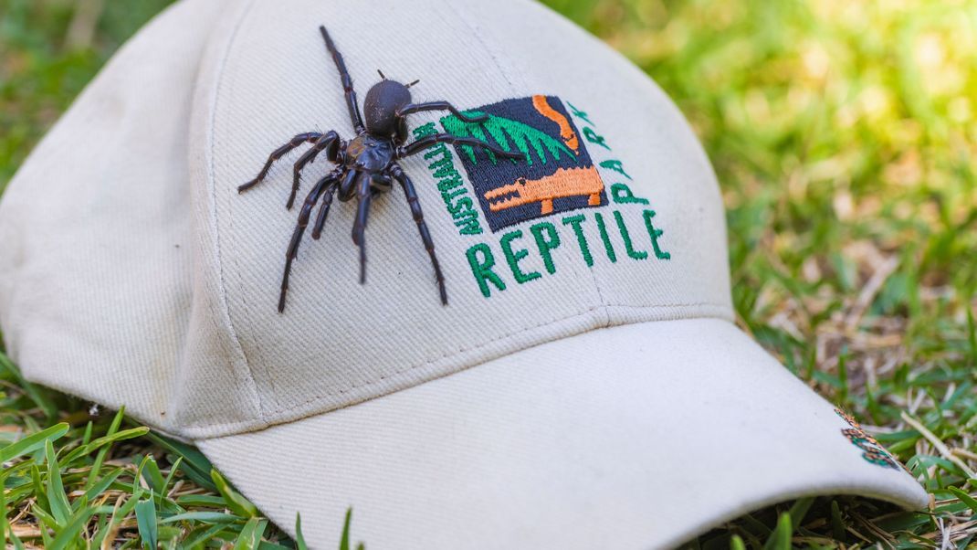 Das männliche Exemplar der giftigsten Spinne der Welt ist das bisher größte seiner Art, das dem Australien Reptile Park je übergeben wurde.